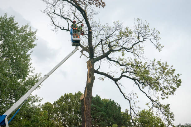 How Our Tree Care Process Works  in  Brighton, AL